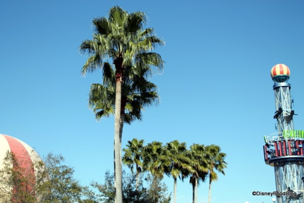 Palm trees!