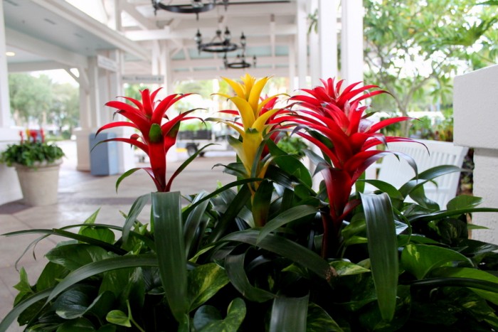 This is the tropics!