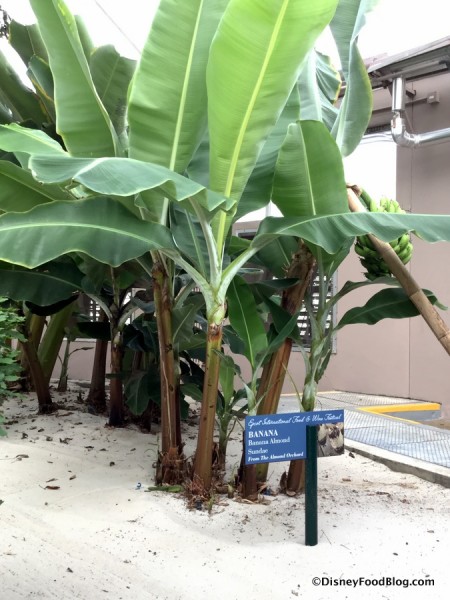 Banana Trees
