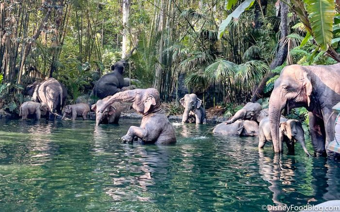 elephants sitting in water in jungle cruise